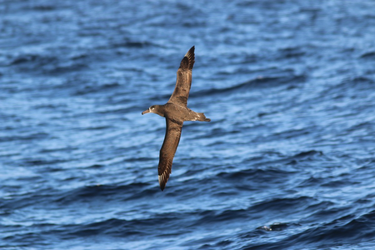 Black-footed Albatross - Richard MacIntosh