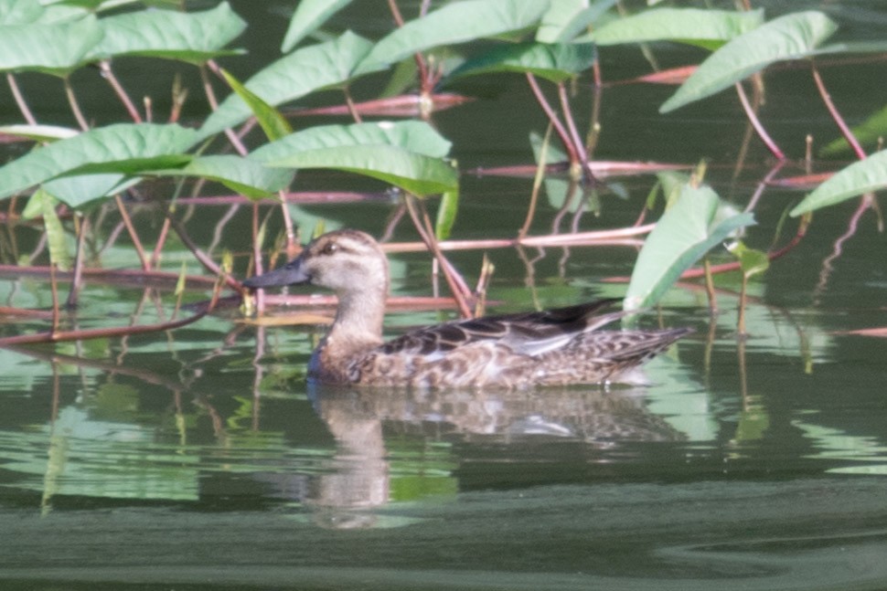 Garganey - ML74327331
