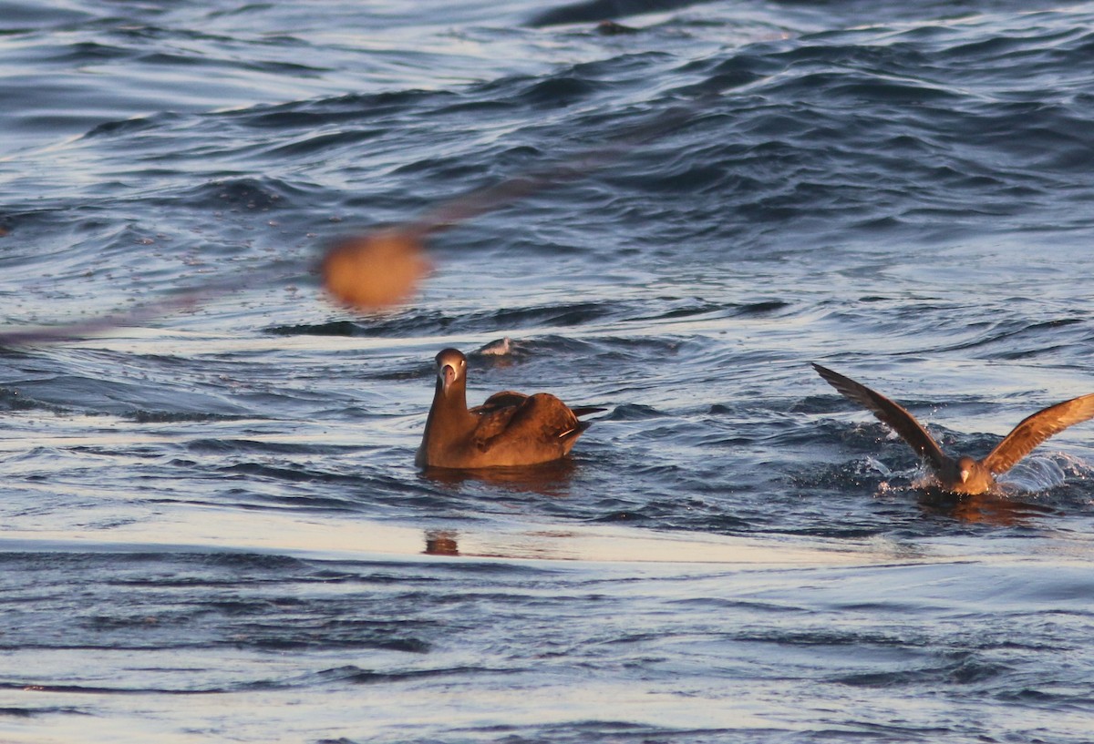 Black-footed Albatross - Richard MacIntosh