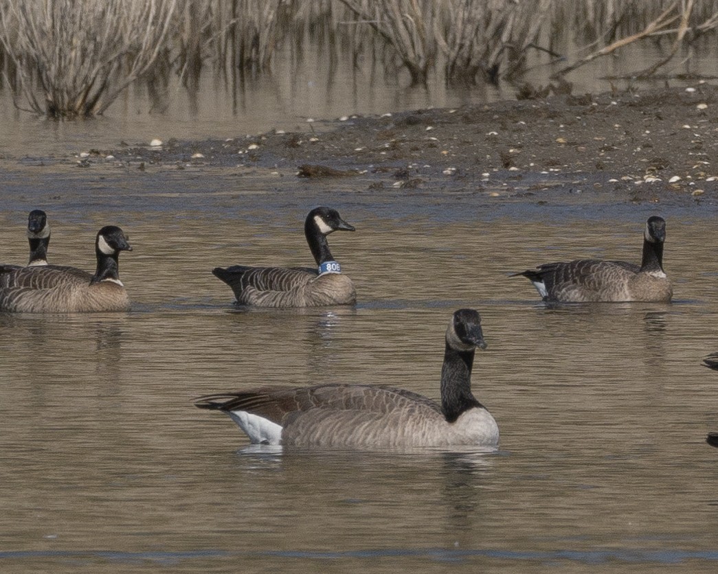 Gıdaklayan Kaz (leucopareia) - ML74328811