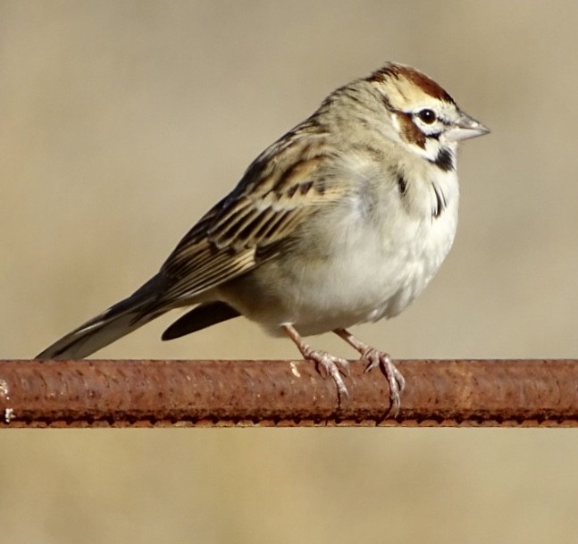 Lark Sparrow - Bill Pelletier