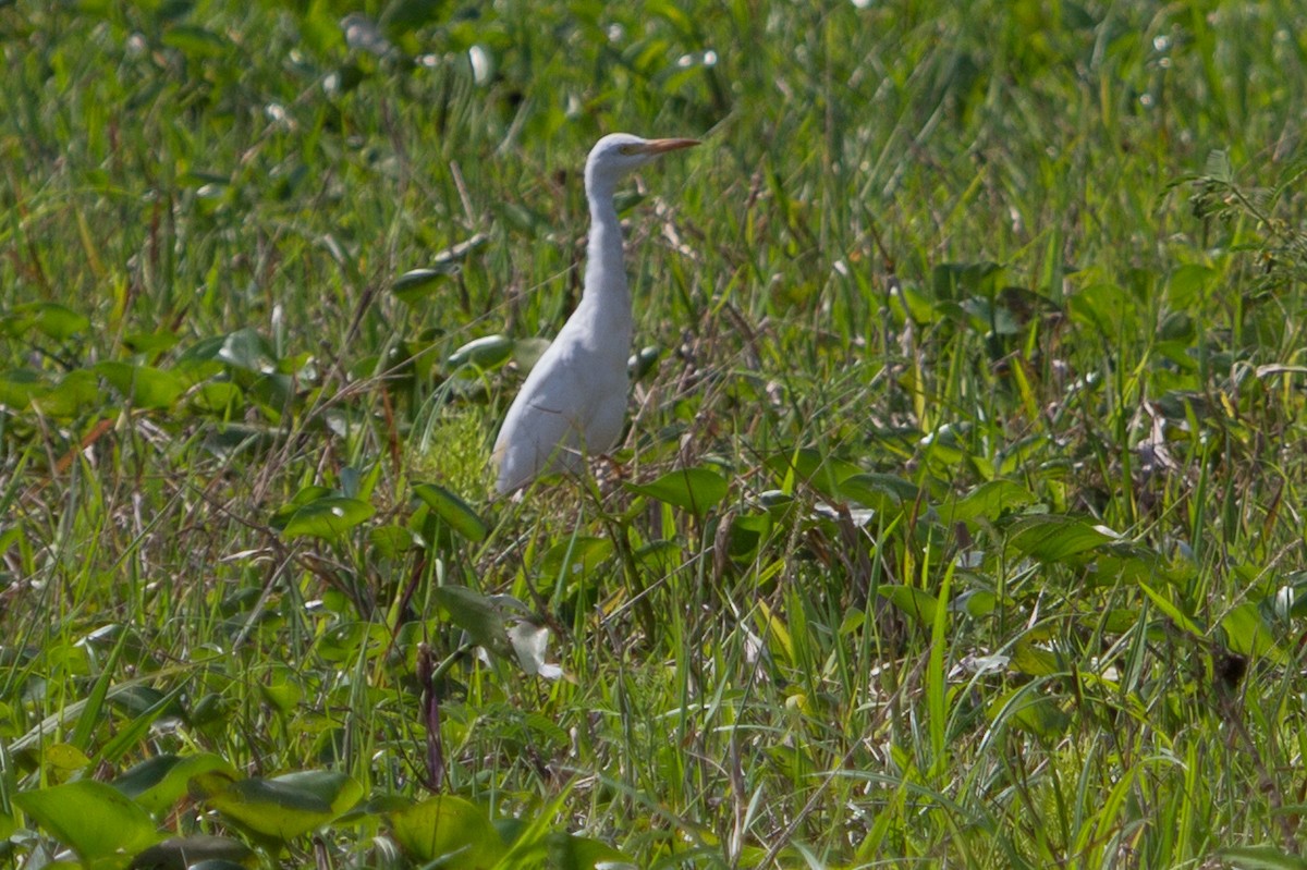 Western Cattle Egret - Lindy Fung