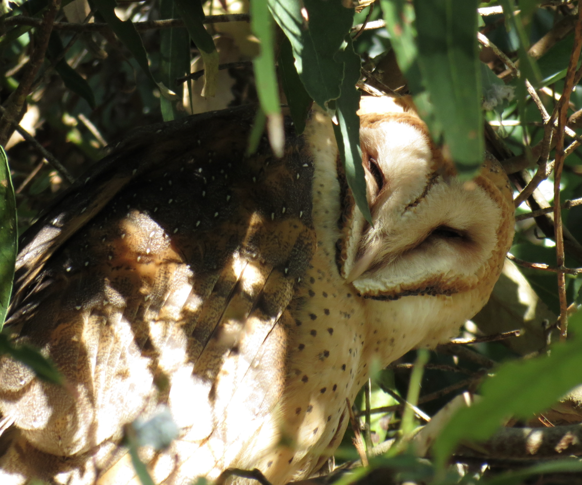 Barn Owl - David Nickerson