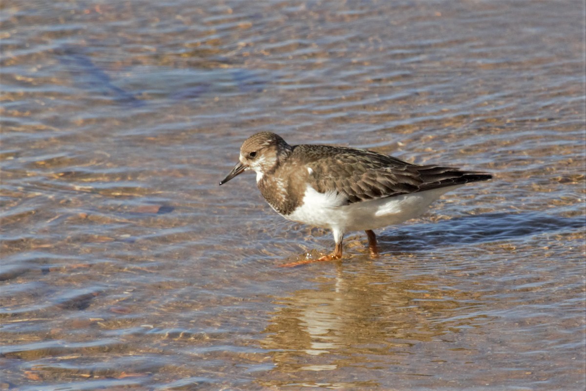 Ruddy Turnstone - Deborah Metters