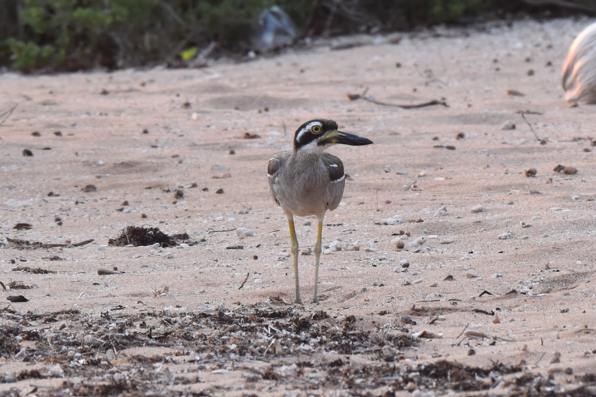 Beach Thick-knee - Cheryl and Paul Curran