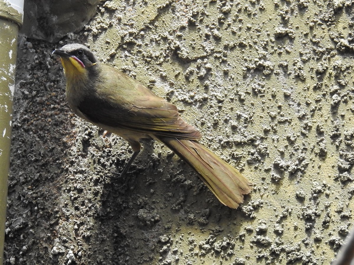 Purple-gaped Honeyeater - Sue Lee