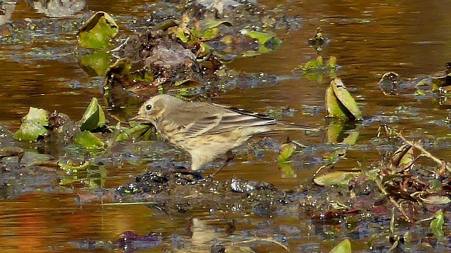 American Pipit - Todd Eiben