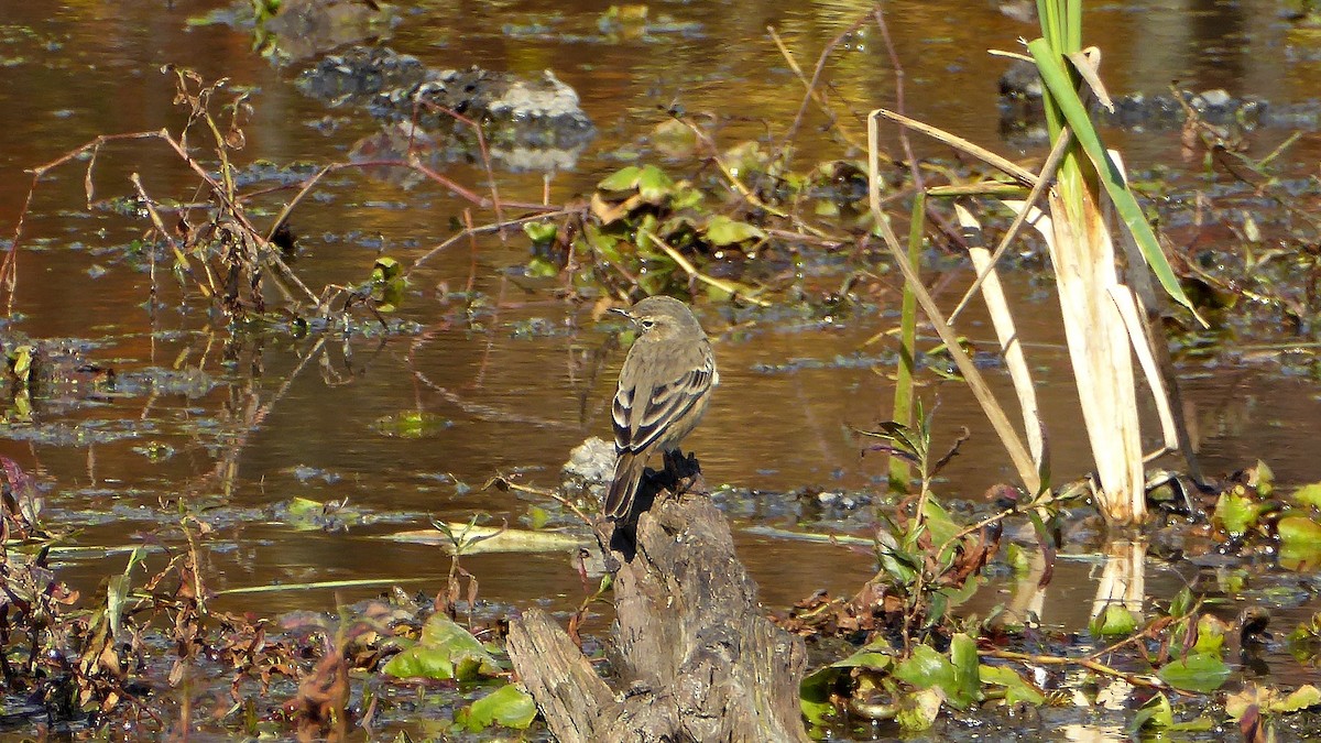 American Pipit - Todd Eiben