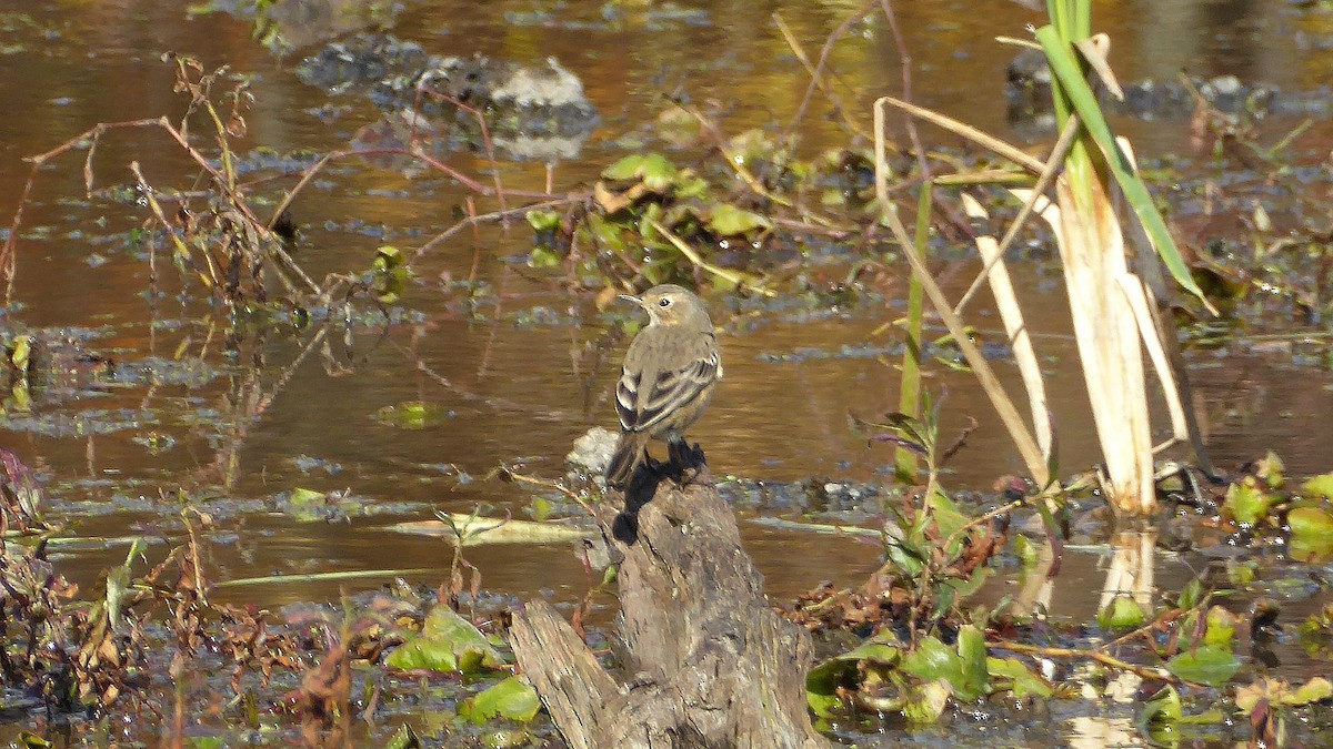 American Pipit - ML74336661