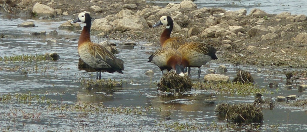 White-faced Whistling-Duck - ML74337471