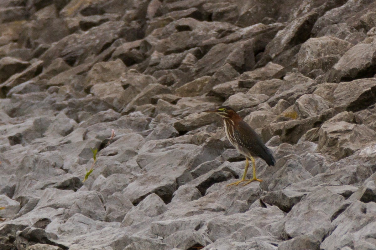 Green Heron - ML74337541