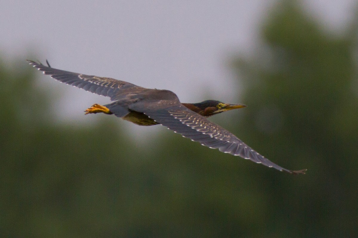 Green Heron - ML74337551