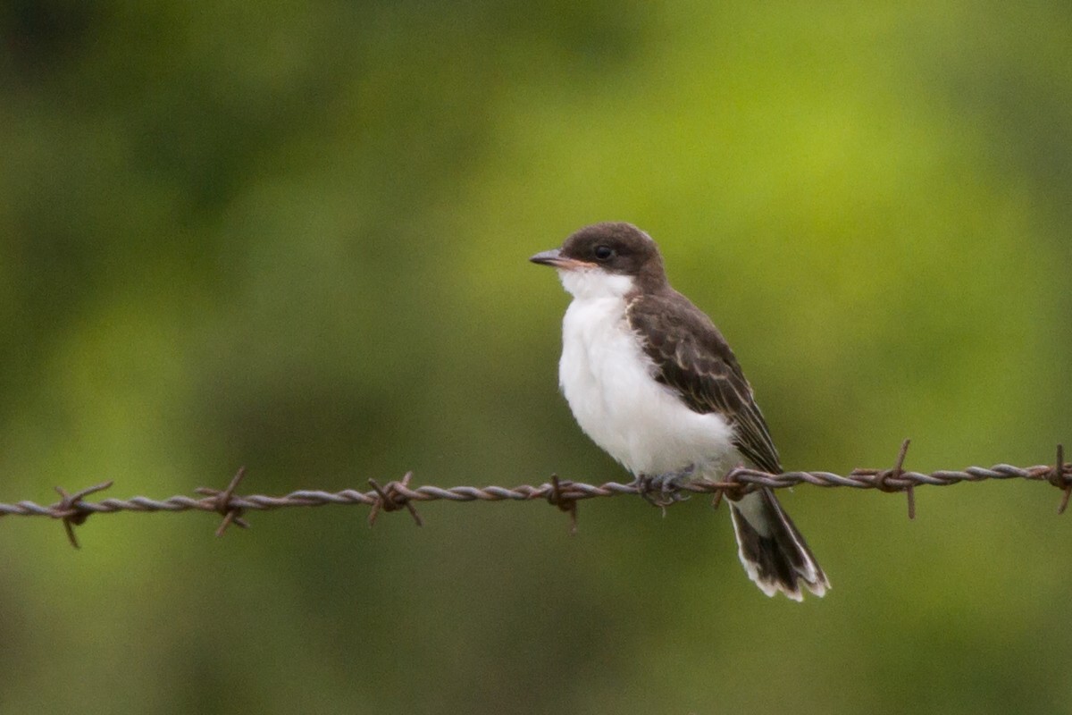 Eastern Kingbird - Sue Barth