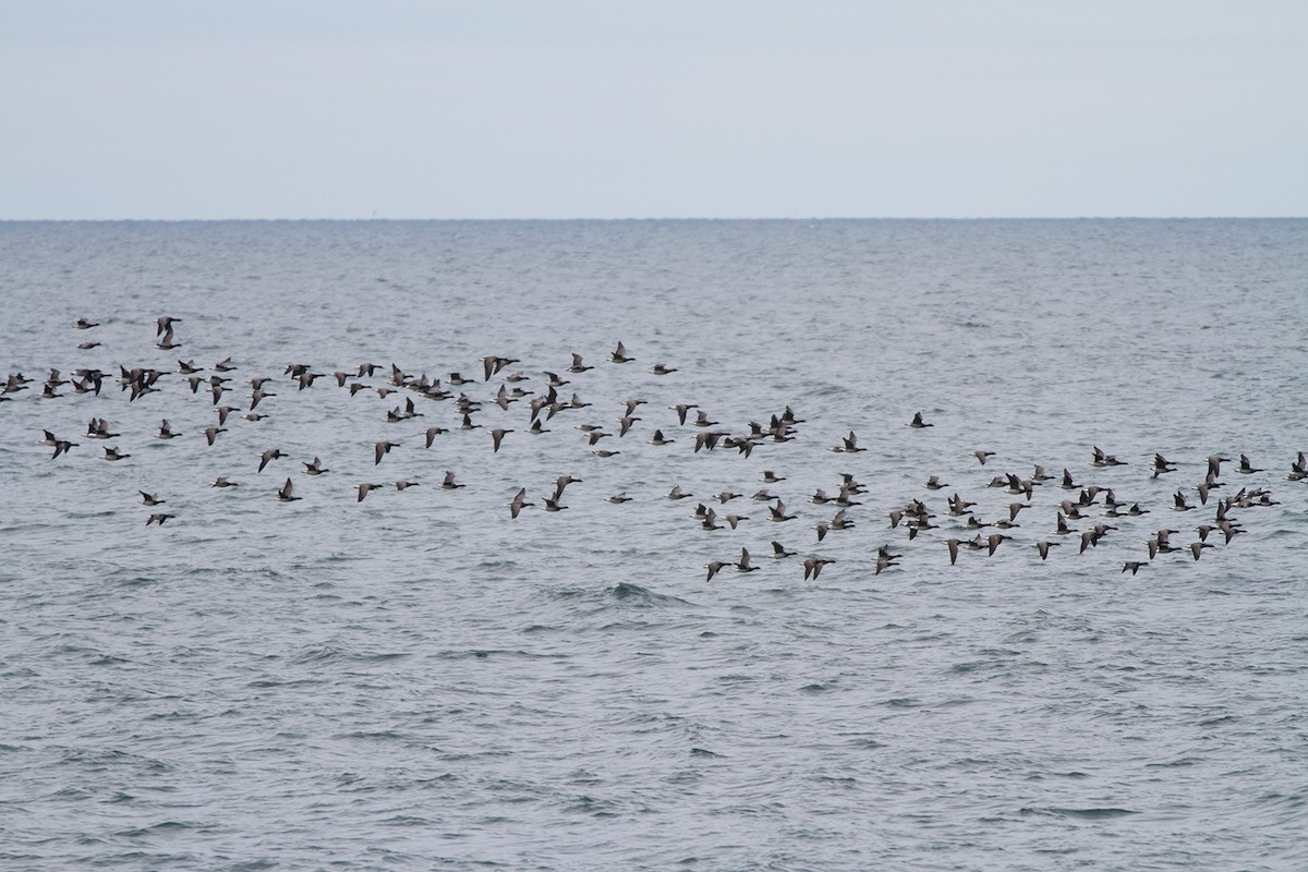 Brant - ML74339851