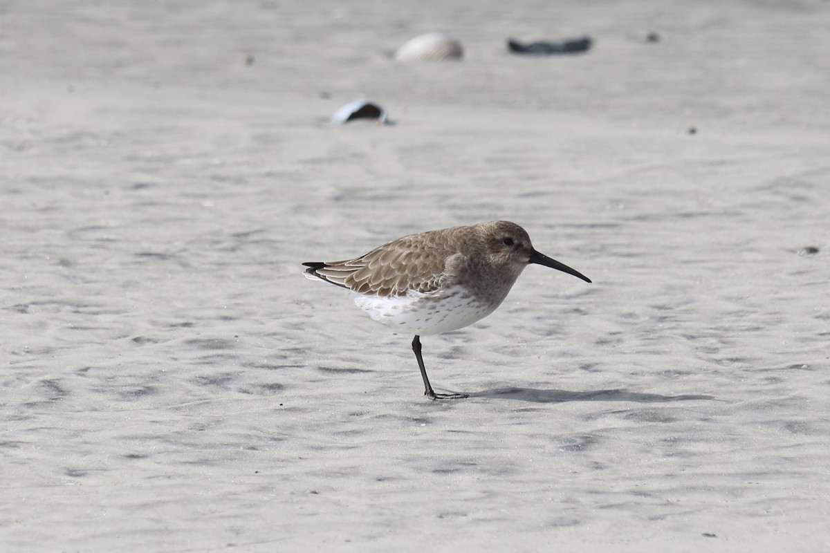 Dunlin - Alta Tanner