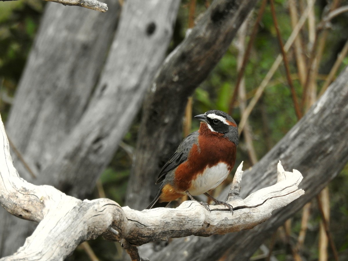 Black-and-chestnut Warbling Finch - ML74340911