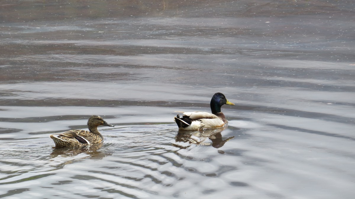 Mallard - John G Woods