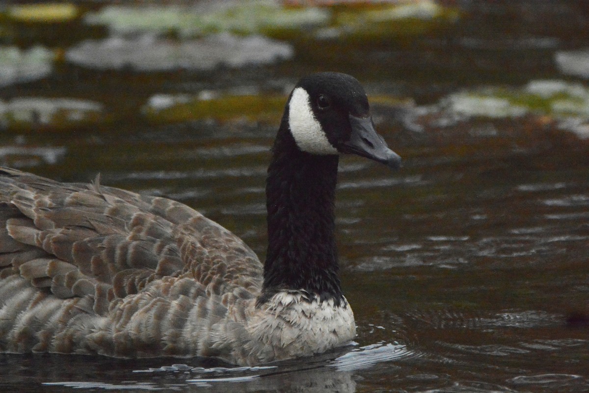 Canada Goose - ML74341971