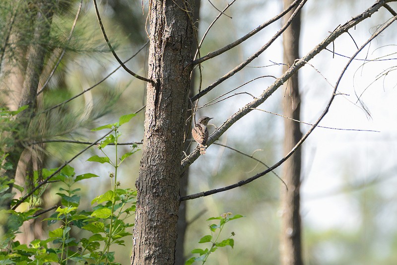 Eurasian Wryneck - ML74343201