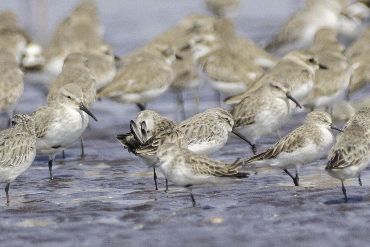 Broad-billed Sandpiper - ML74343281