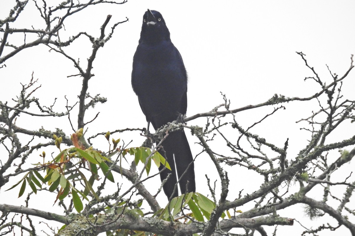 Great-tailed Grackle - Romel Romero