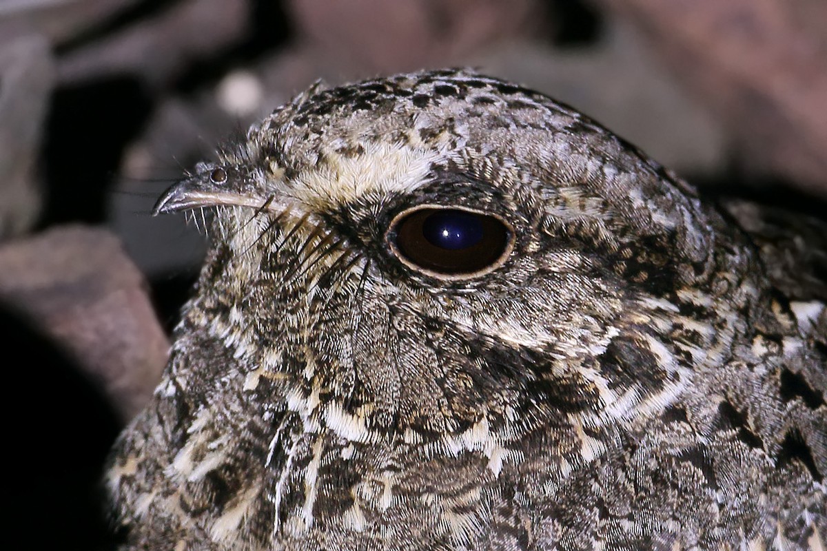 Sickle-winged Nightjar - ML74345291