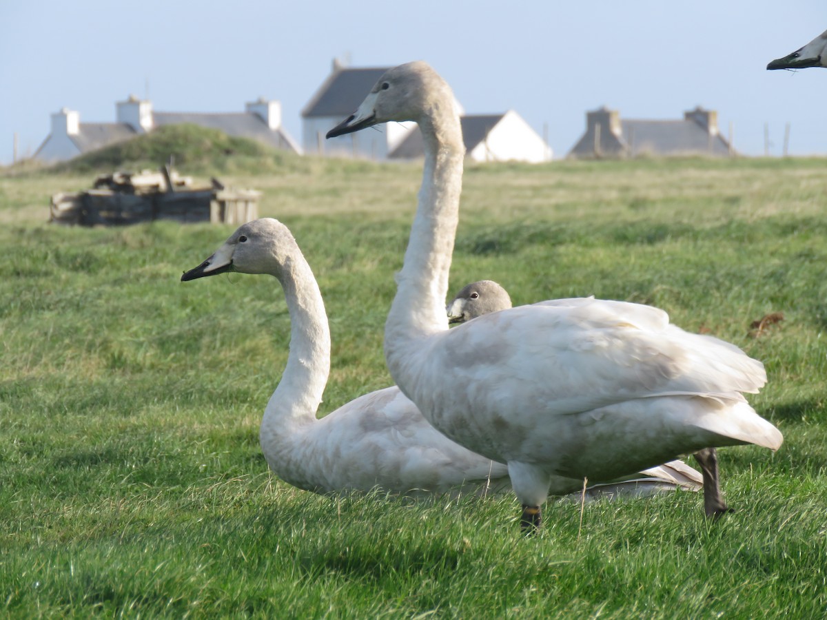 Whooper Swan - ML74348701