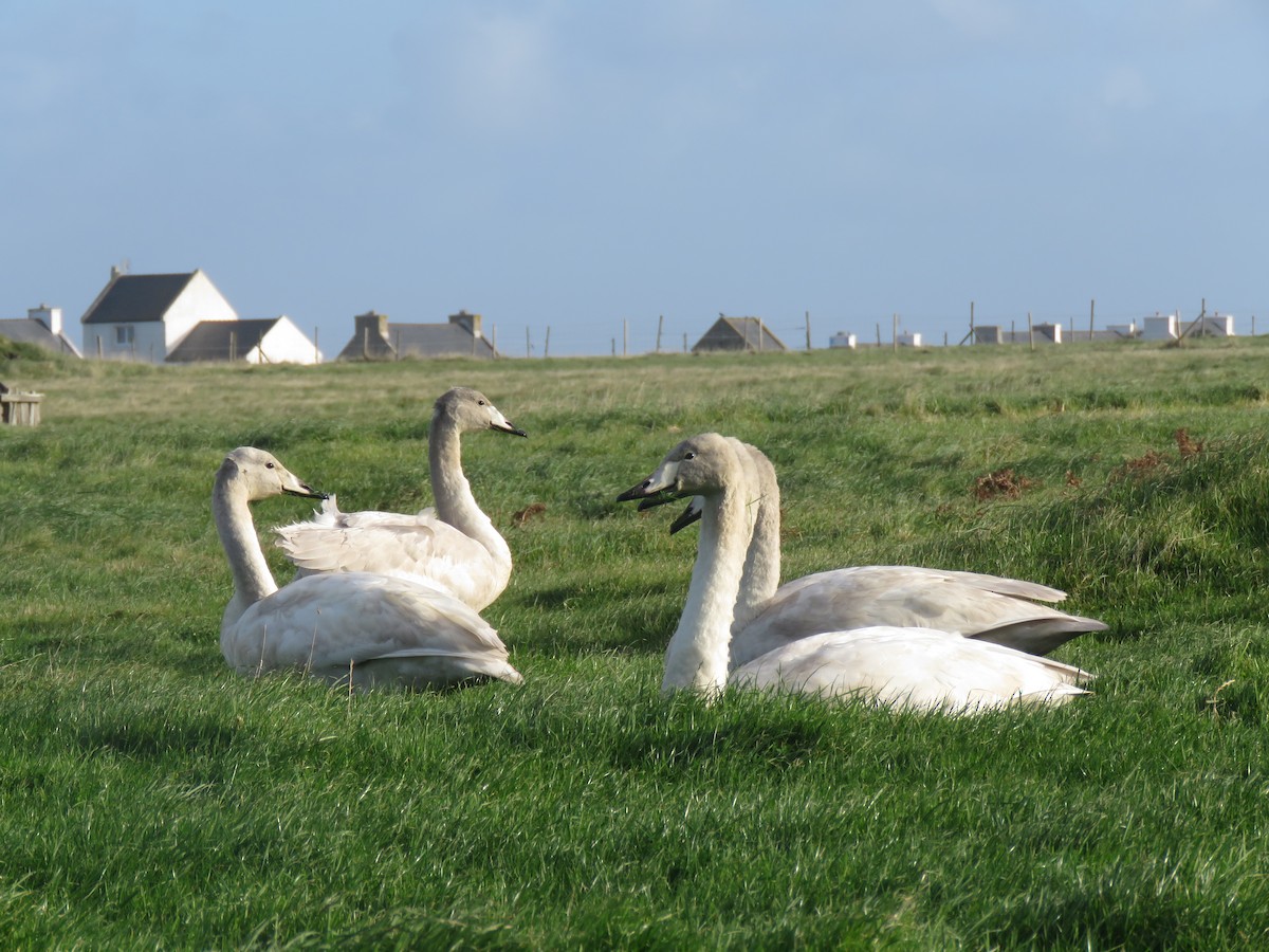 Whooper Swan - ML74348731