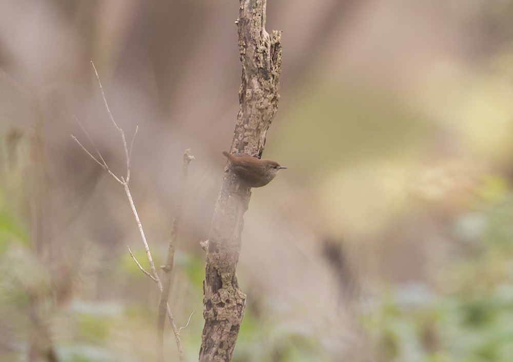 Winter Wren - ML74348801