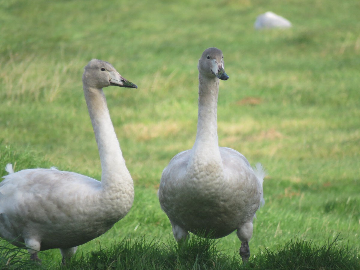 Whooper Swan - ML74348831