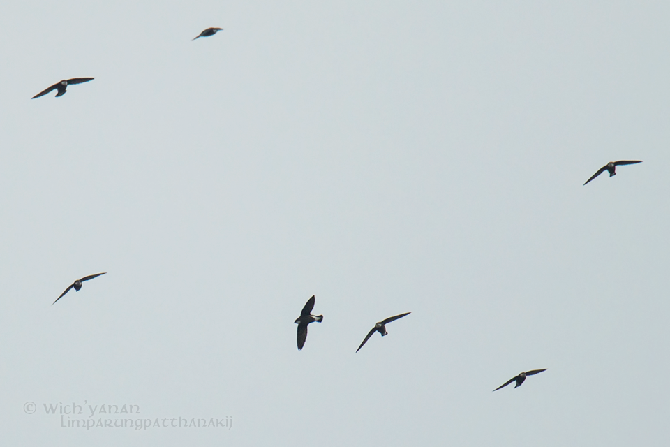 White-throated Needletail (Himalayan) - ML74349201