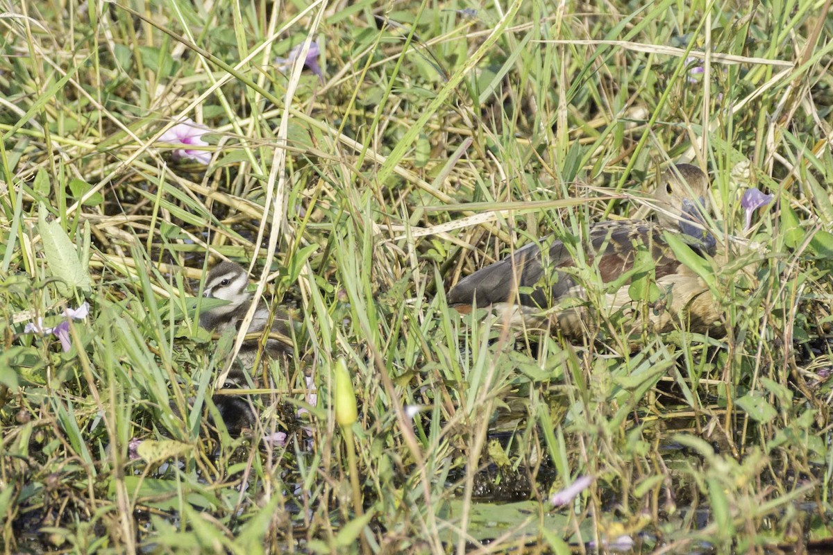 Lesser Whistling-Duck - ML74349671