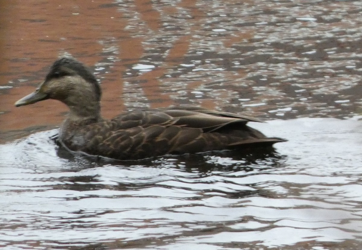 American Black Duck - ML74350821