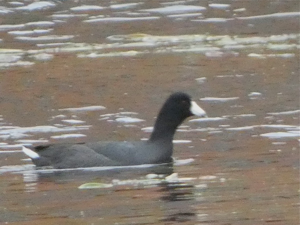 American Coot - ML74350921