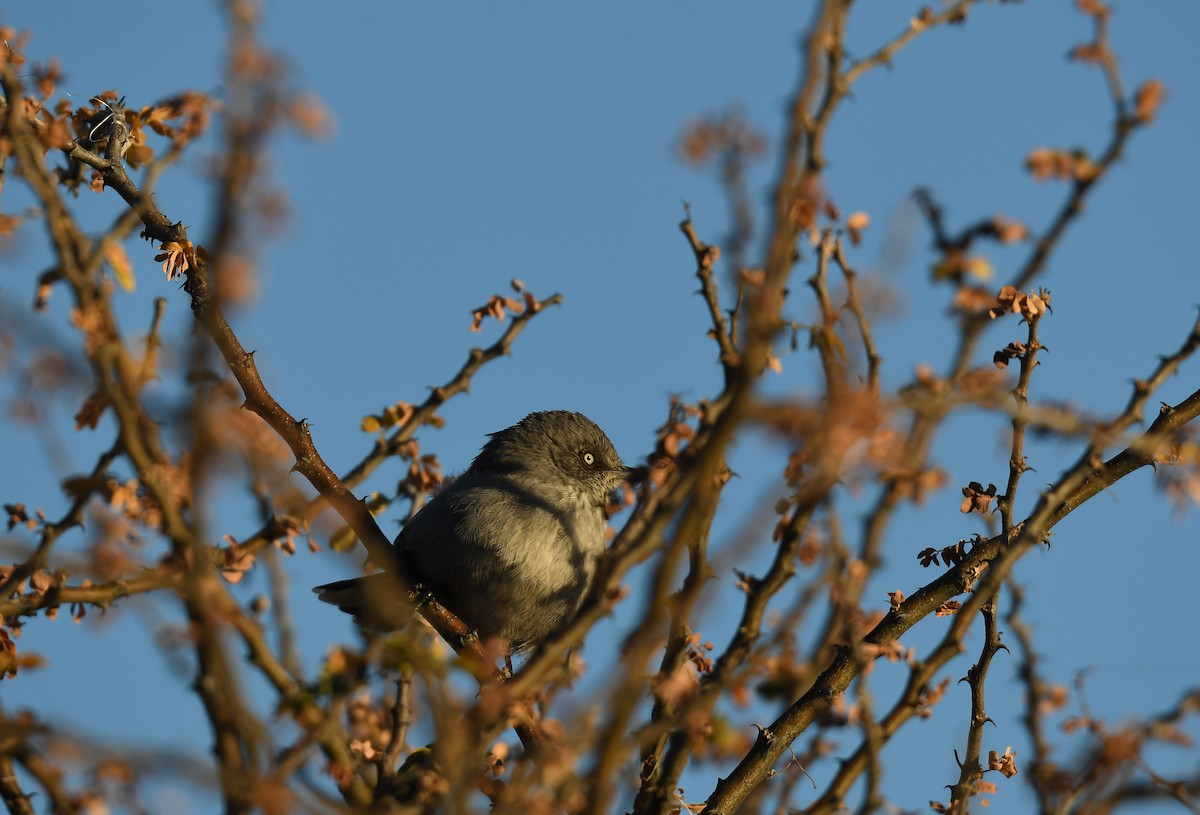 Chestnut-vented Warbler - ML74351961