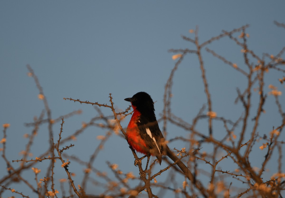 Crimson-breasted Gonolek - ML74351981