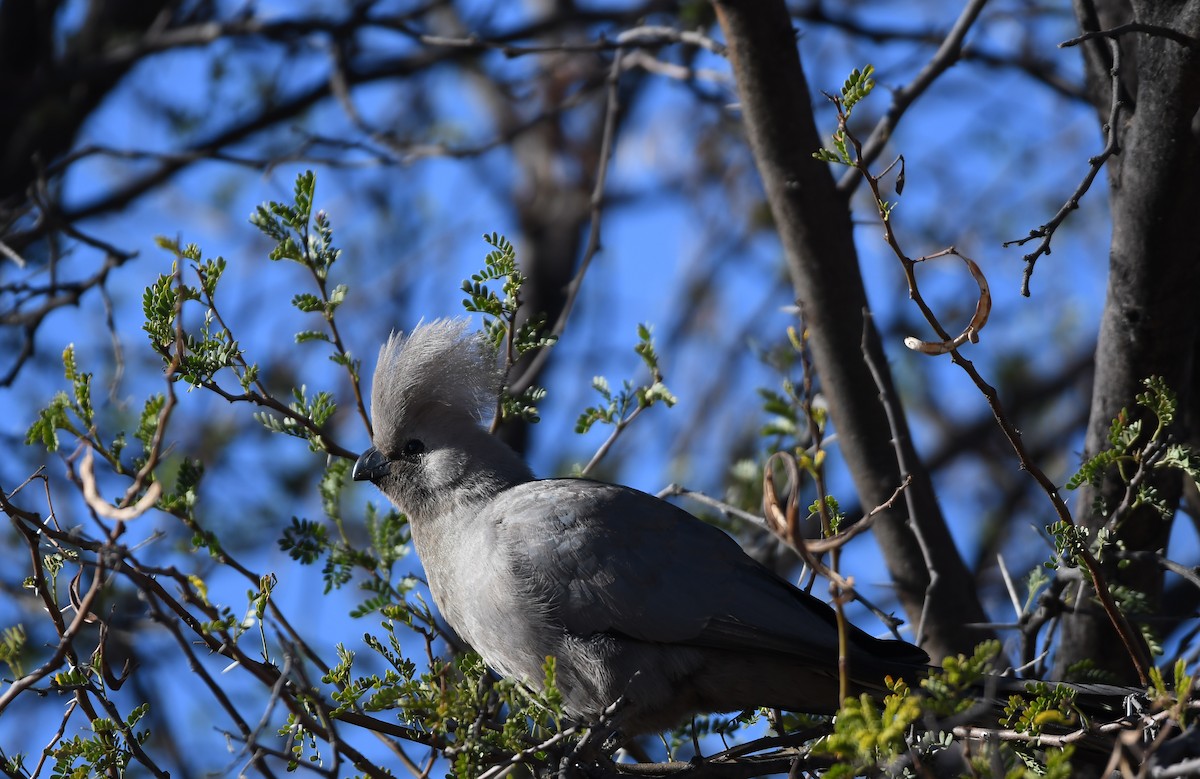 Gray Go-away-bird - Guillem Izquierdo