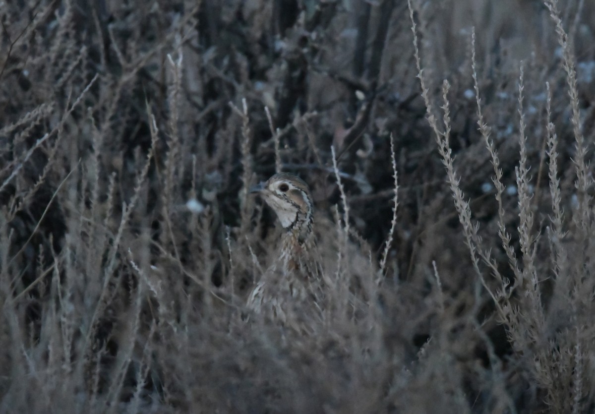 Orange River Francolin - ML74352011