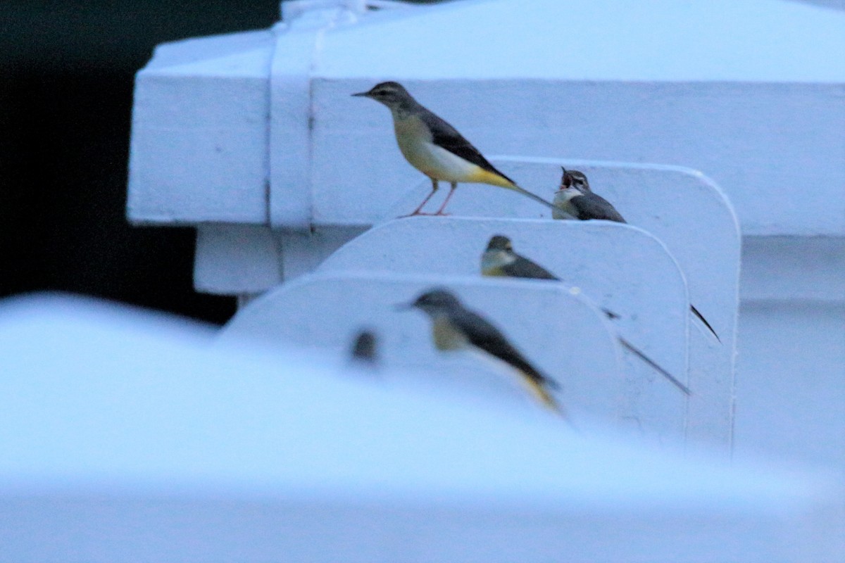 Gray Wagtail - ML74352161