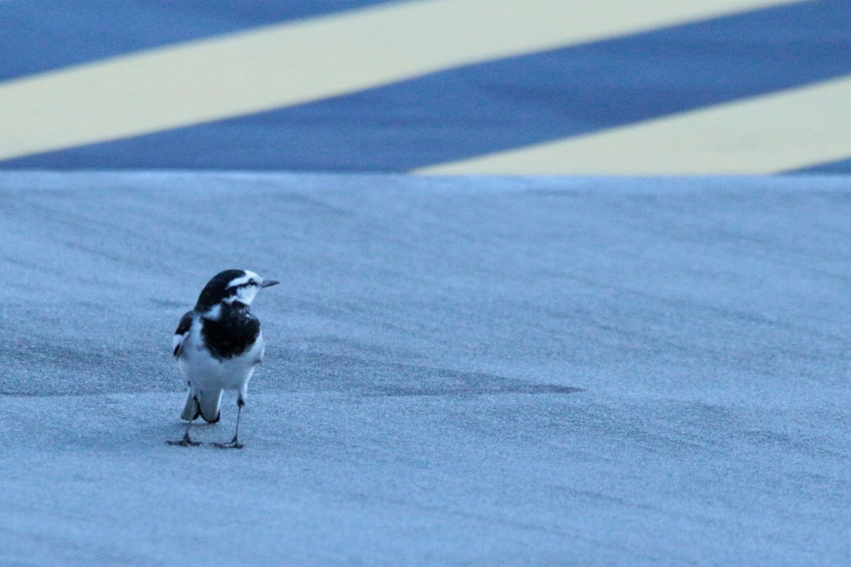 White Wagtail (Black-backed) - ML74352321