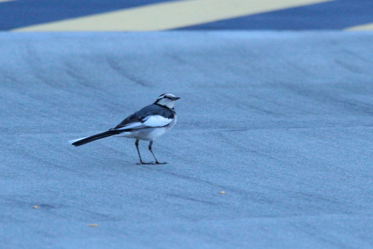 White Wagtail (Black-backed) - ML74352341