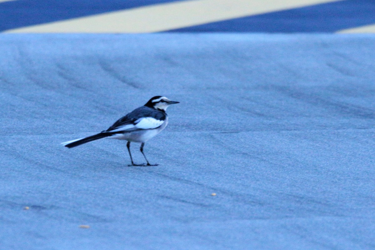 White Wagtail (Black-backed) - ML74352351