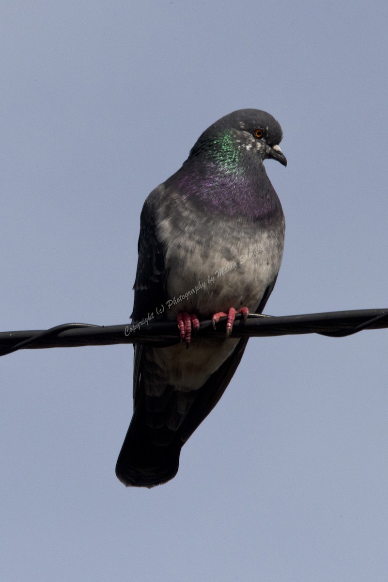 Rock Pigeon (Feral Pigeon) - ML74352811