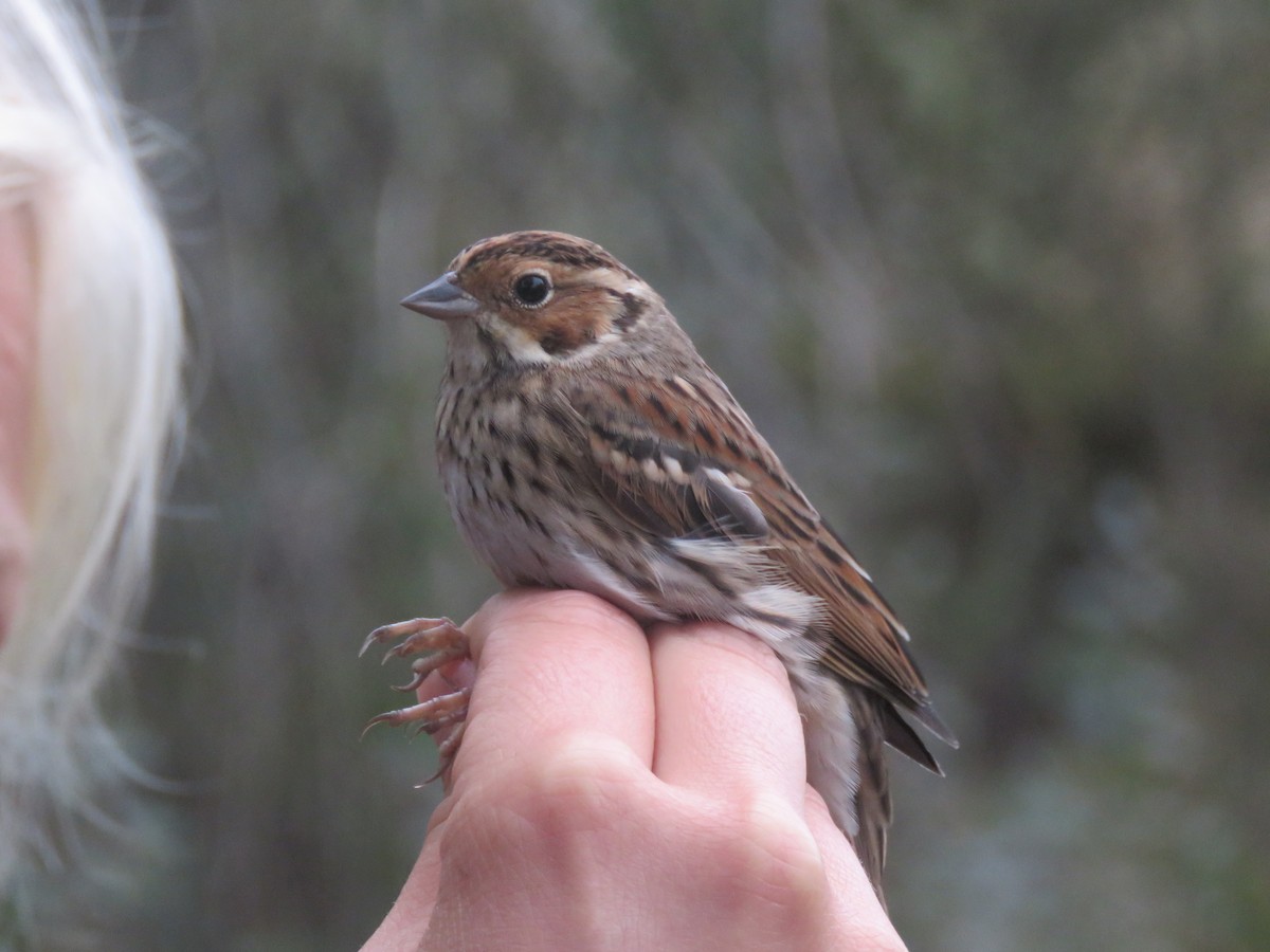 Little Bunting - ML74352911