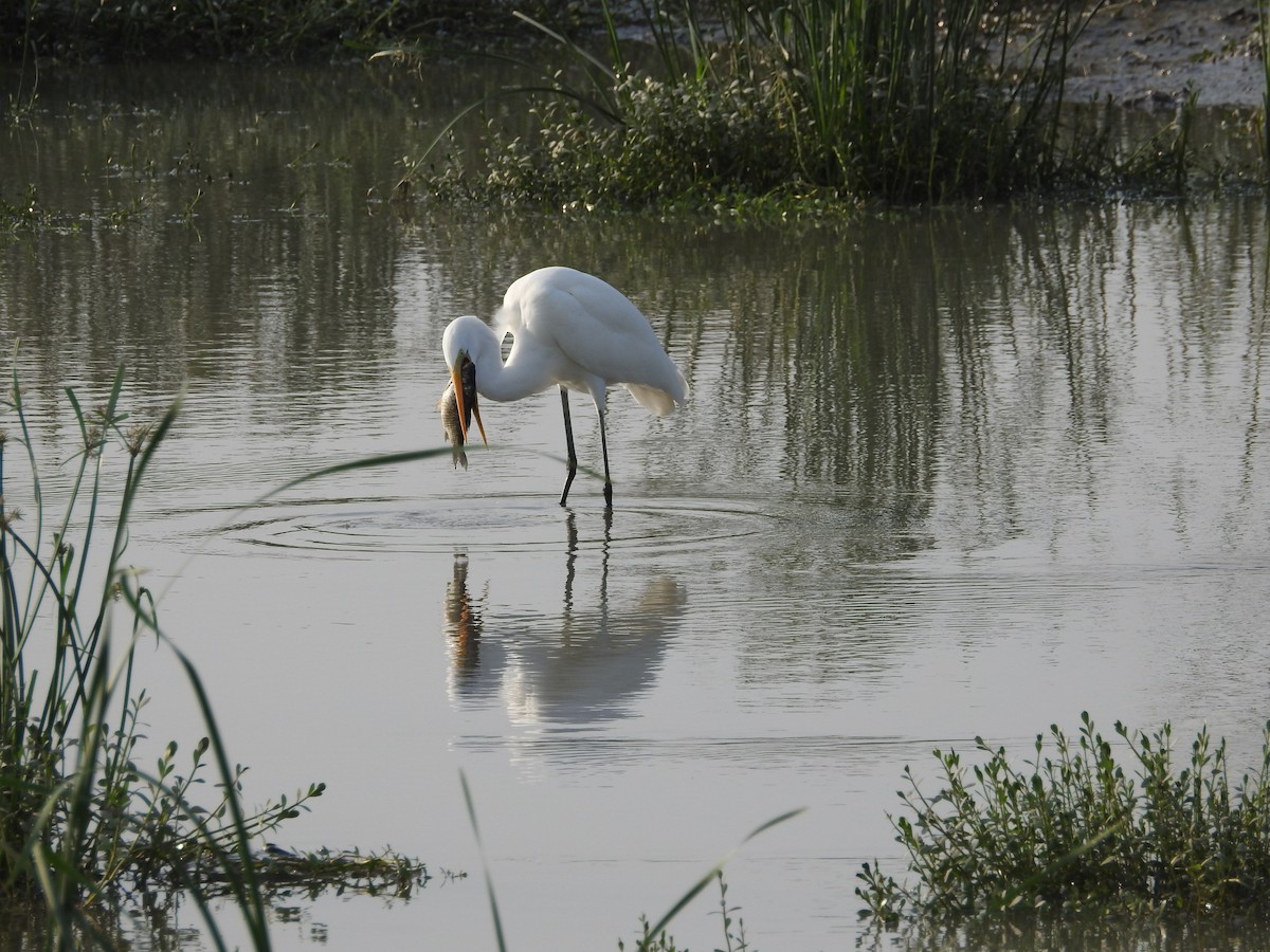 Great Egret - Mike Ming