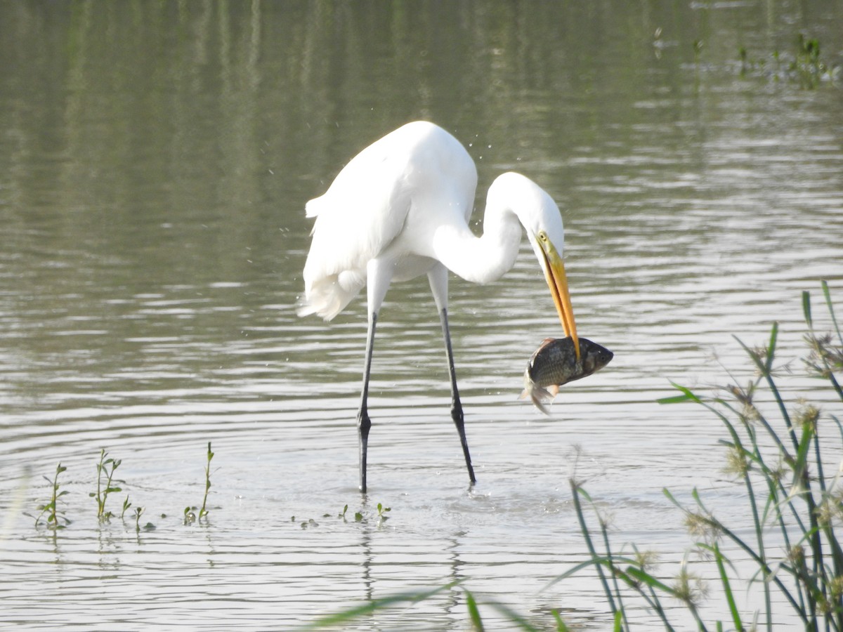 Great Egret - Mike Ming