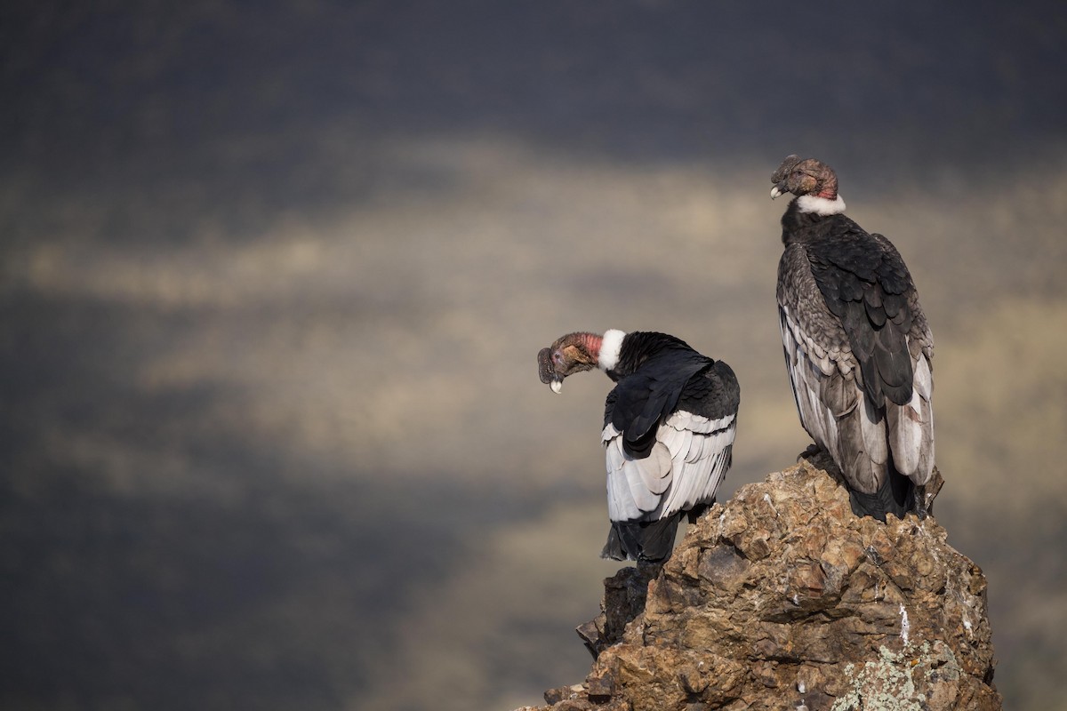 Condor des Andes - ML74353621
