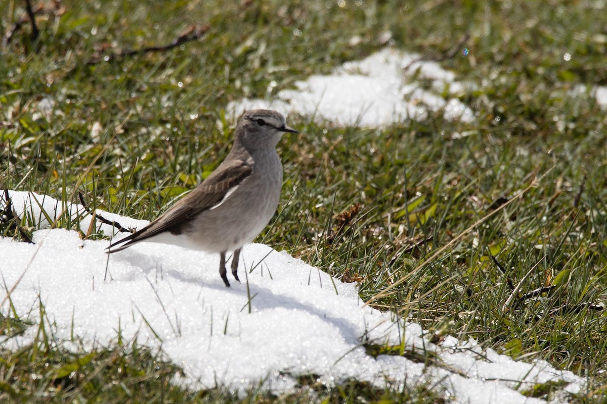 Ochre-naped Ground-Tyrant - ML74353911