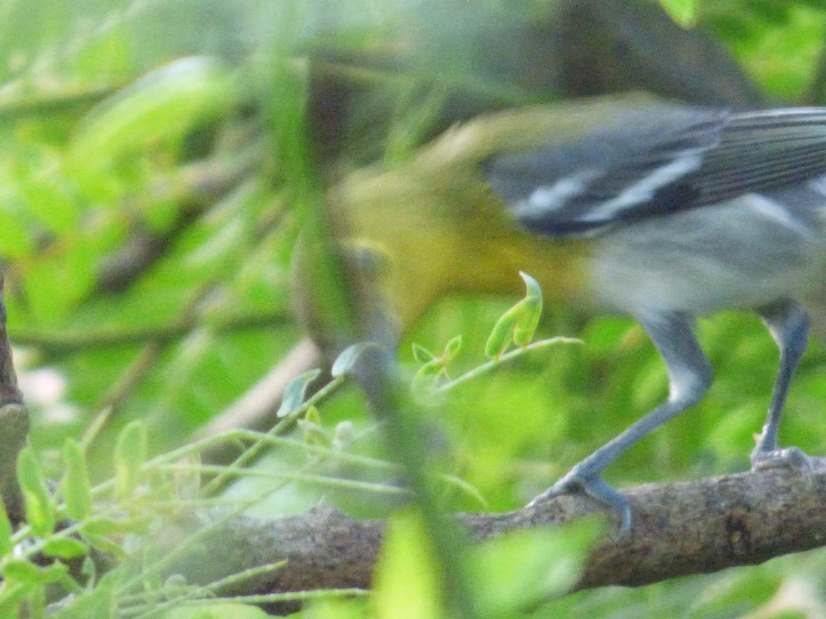 Yellow-throated Vireo - ML74354731