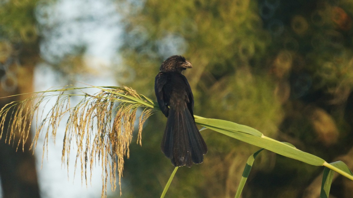 Smooth-billed Ani - Bryan White